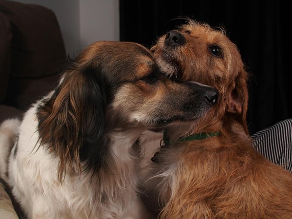 Enhance campaign success with captain verify's services